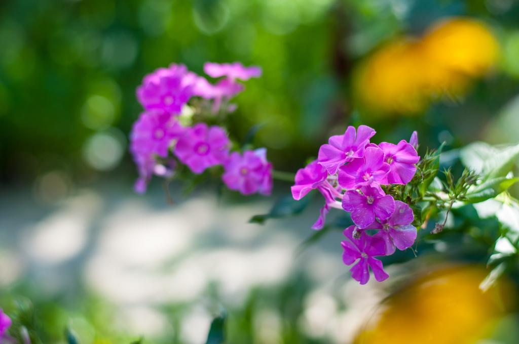 Sakura Guesthouse Bishkek Ngoại thất bức ảnh
